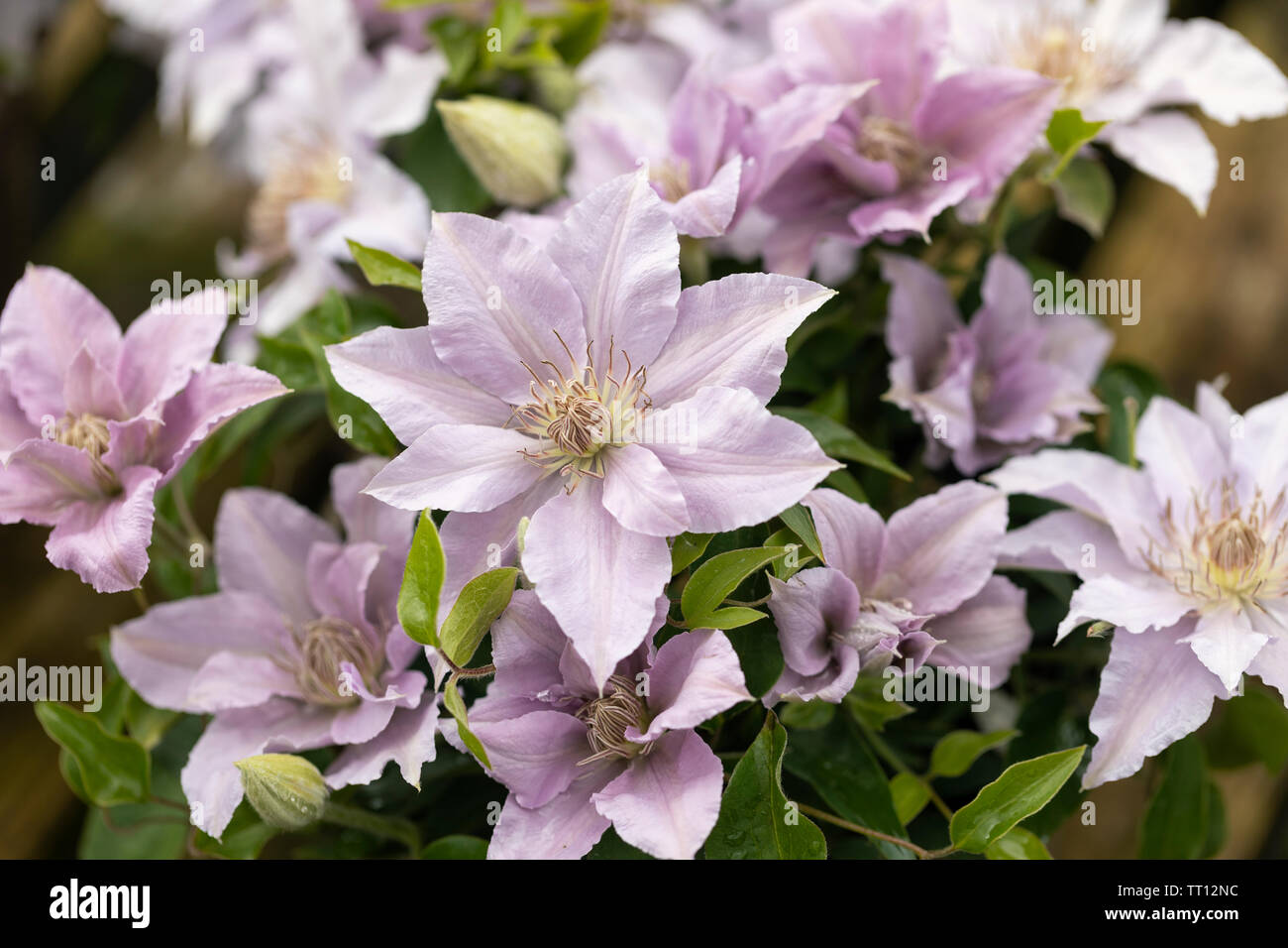 Primo piano del nano Clematis Filigree fiorito in un giardino inglese, Inghilterra, Regno Unito Foto Stock