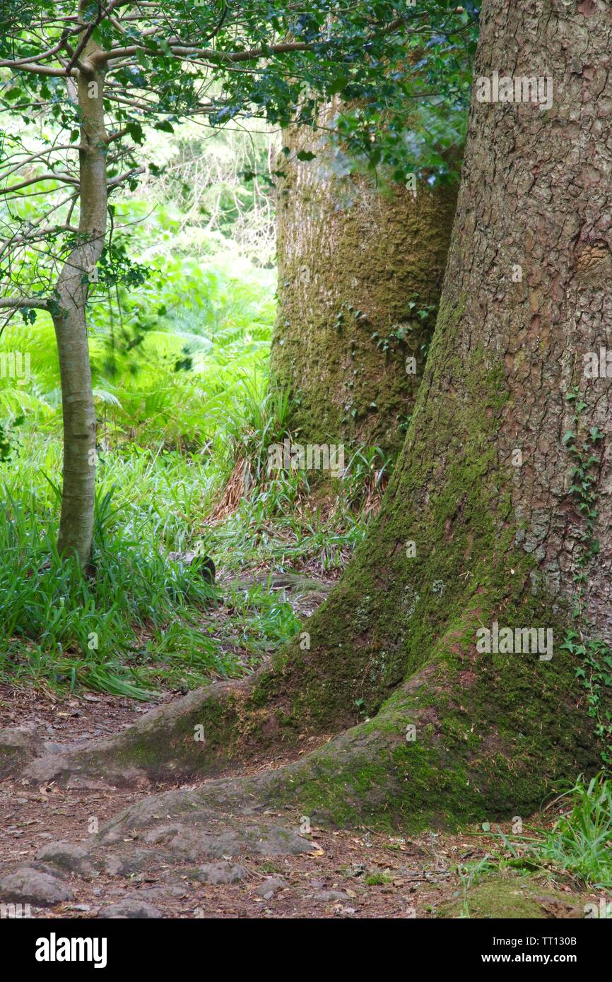 Coppia di Mossy Oak Tree trunk. Hembury boschi in un tardo pomeriggio estati. Buckfastleigh, Dartmoor Devon, Regno Unito. Foto Stock
