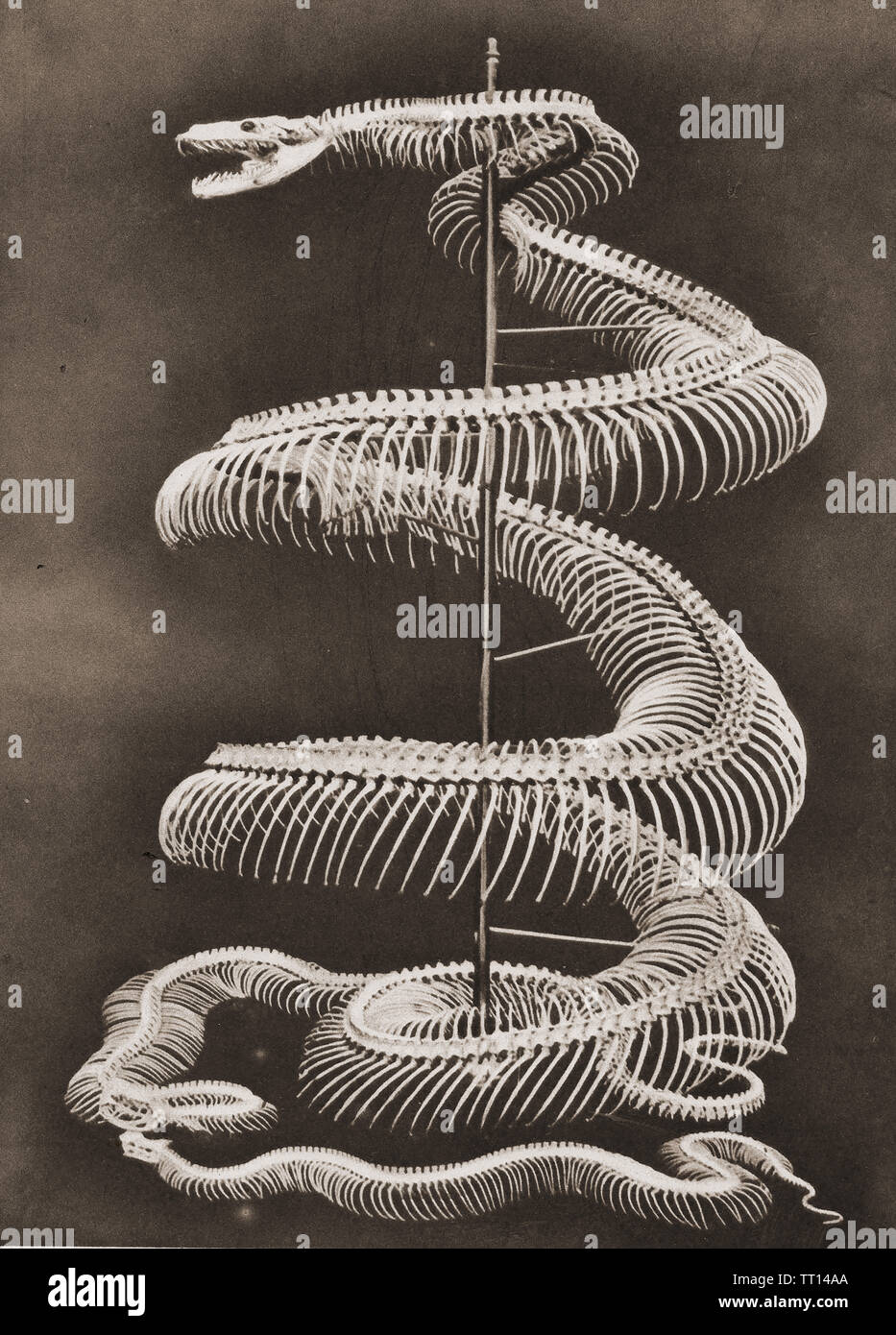 Snake scheletro della più lunga del mondo specie di serpente - un malese Python - 1920's illustrazione Foto Stock