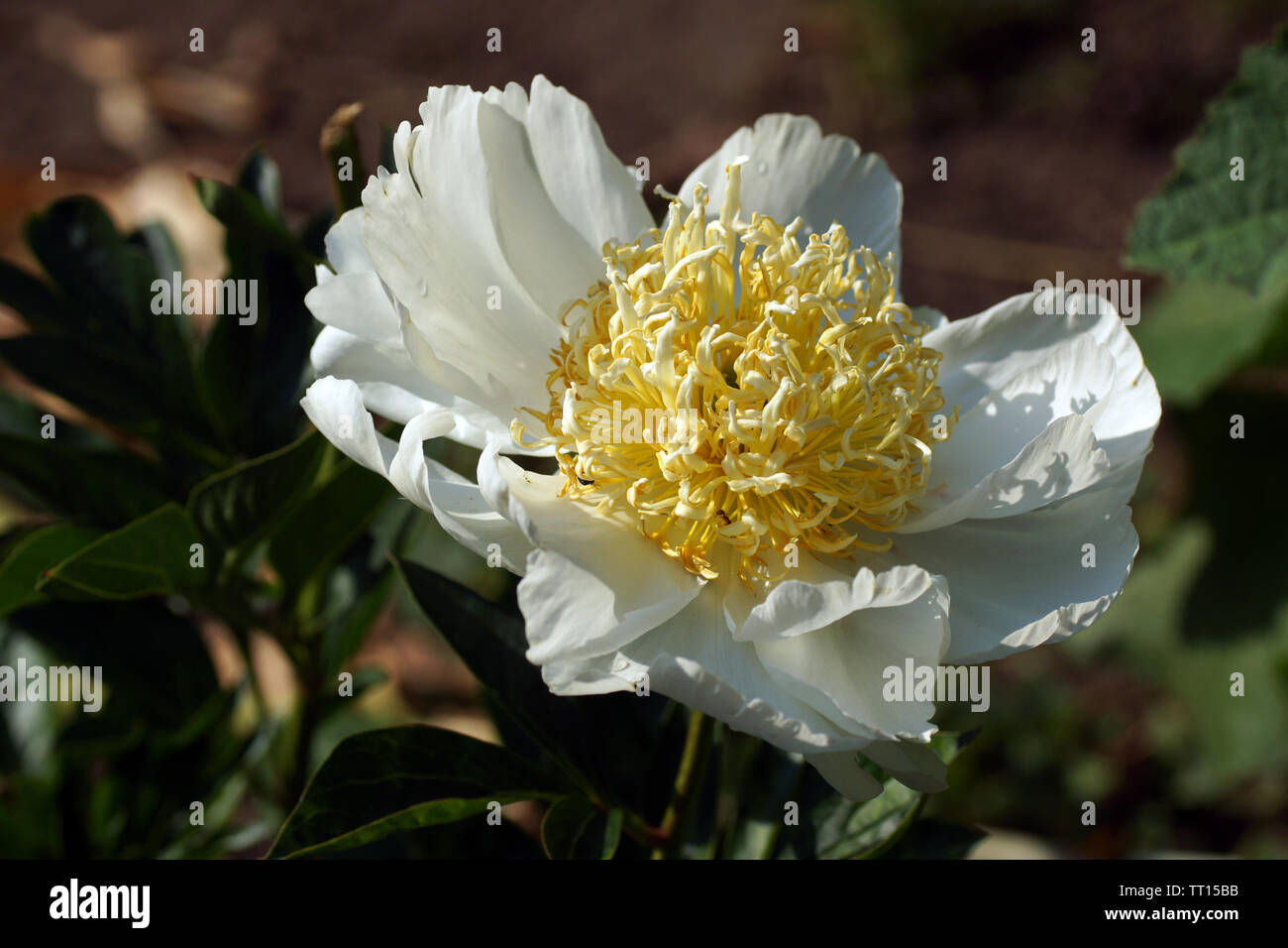 Peonia Cheddar fascino. Bianco giapponese peonia fiore. Paeonia lactiflora (Cinese peonia o giardino comune peonia) Foto Stock
