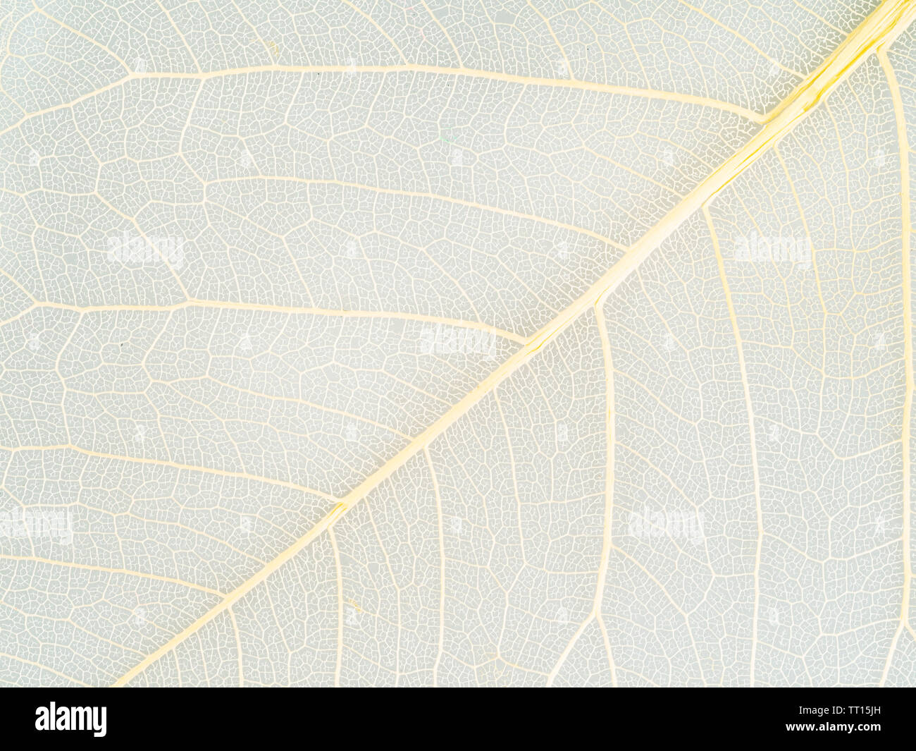 Vene di colore giallo di foglie secche close up su sfondo grigio Foto Stock