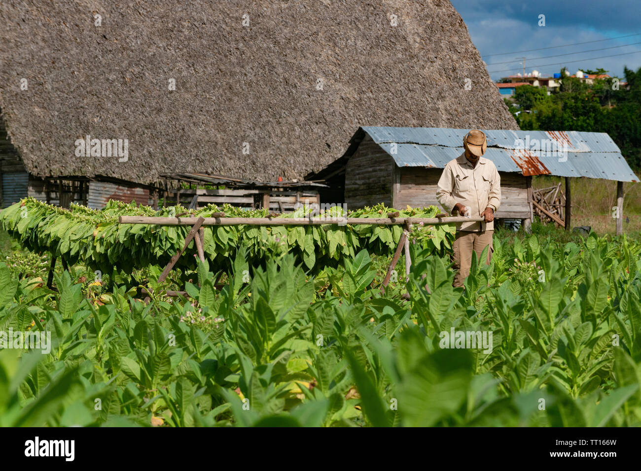 Il tabacco agricoltore lavora nel suo campo di fronte a una casa di essiccazione(secadero) in Vinales Valley, Vinales, Pinar del Rio provincia,Cuba, dei Caraibi Foto Stock