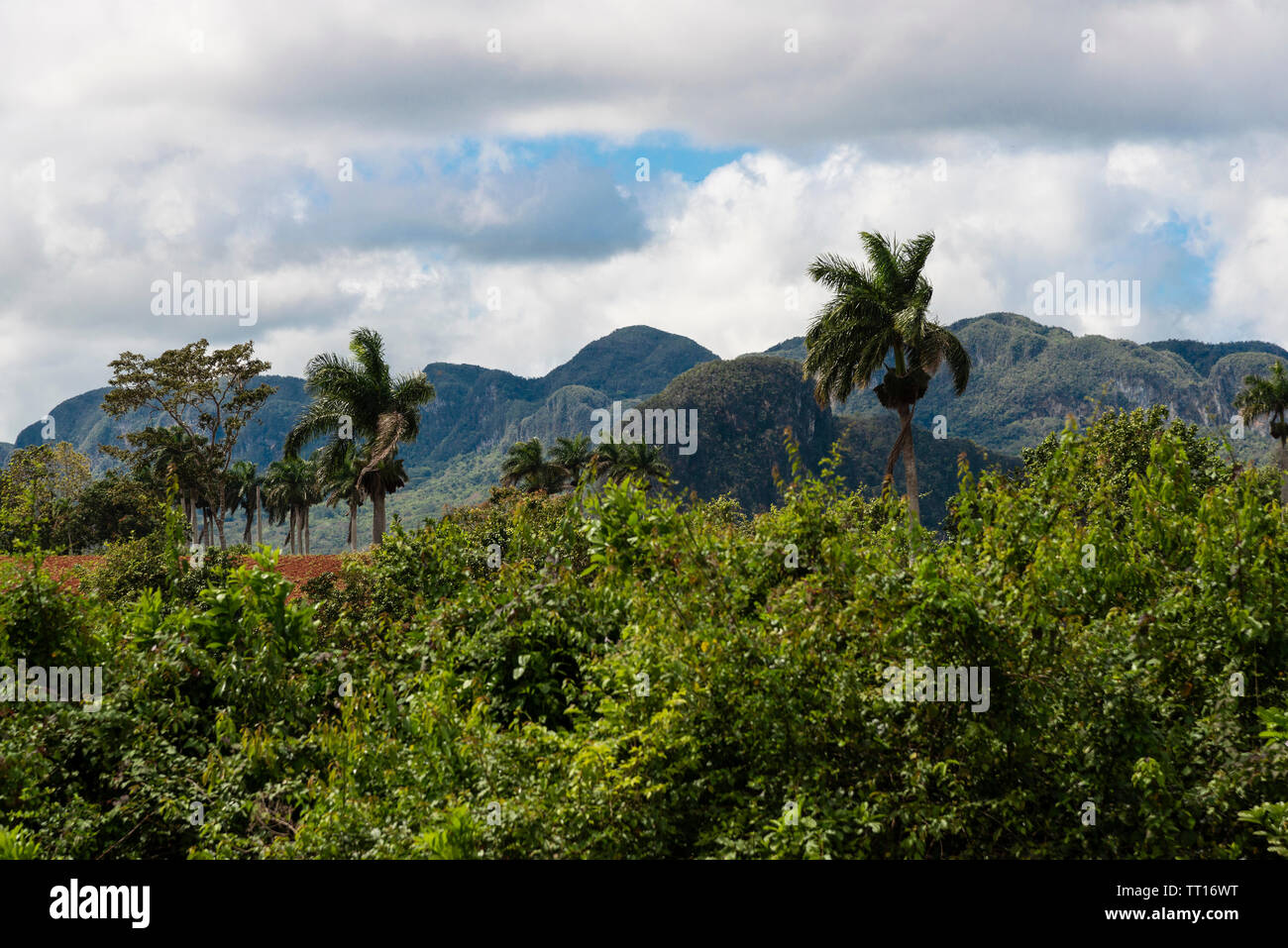 Tradizionale agricoltura rurale scena con calcare mogotes nella verdeggiante Vinales Valley, Vinales, Pinar del Rio provincia,Cuba, dei Caraibi Foto Stock