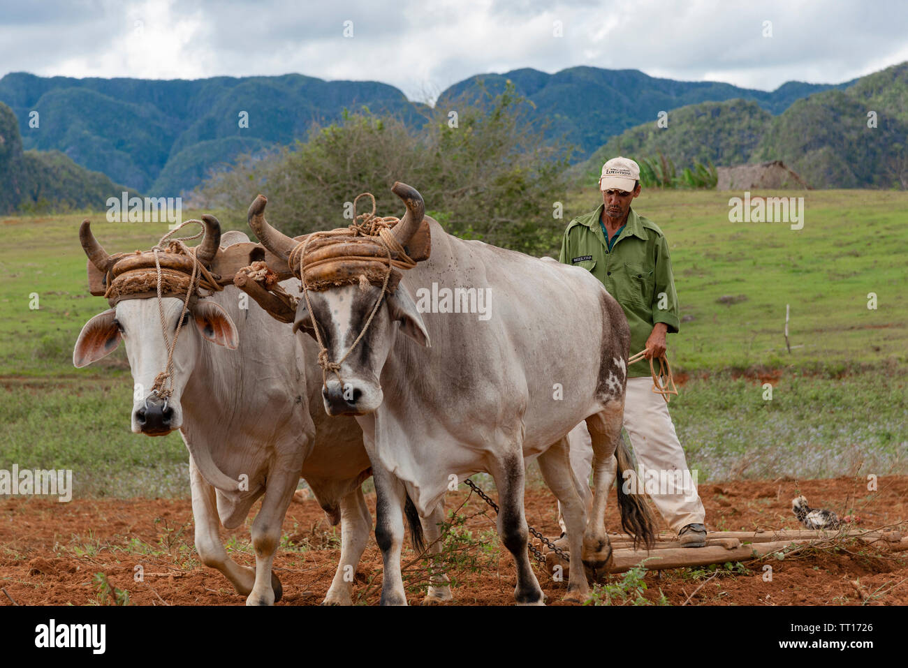 Contadino con un bue-disegnato legno aratro lavora nei campi verdeggianti di Vinales Valley, Vinales, Pinar del Rio provincia,Cuba, dei Caraibi Foto Stock
