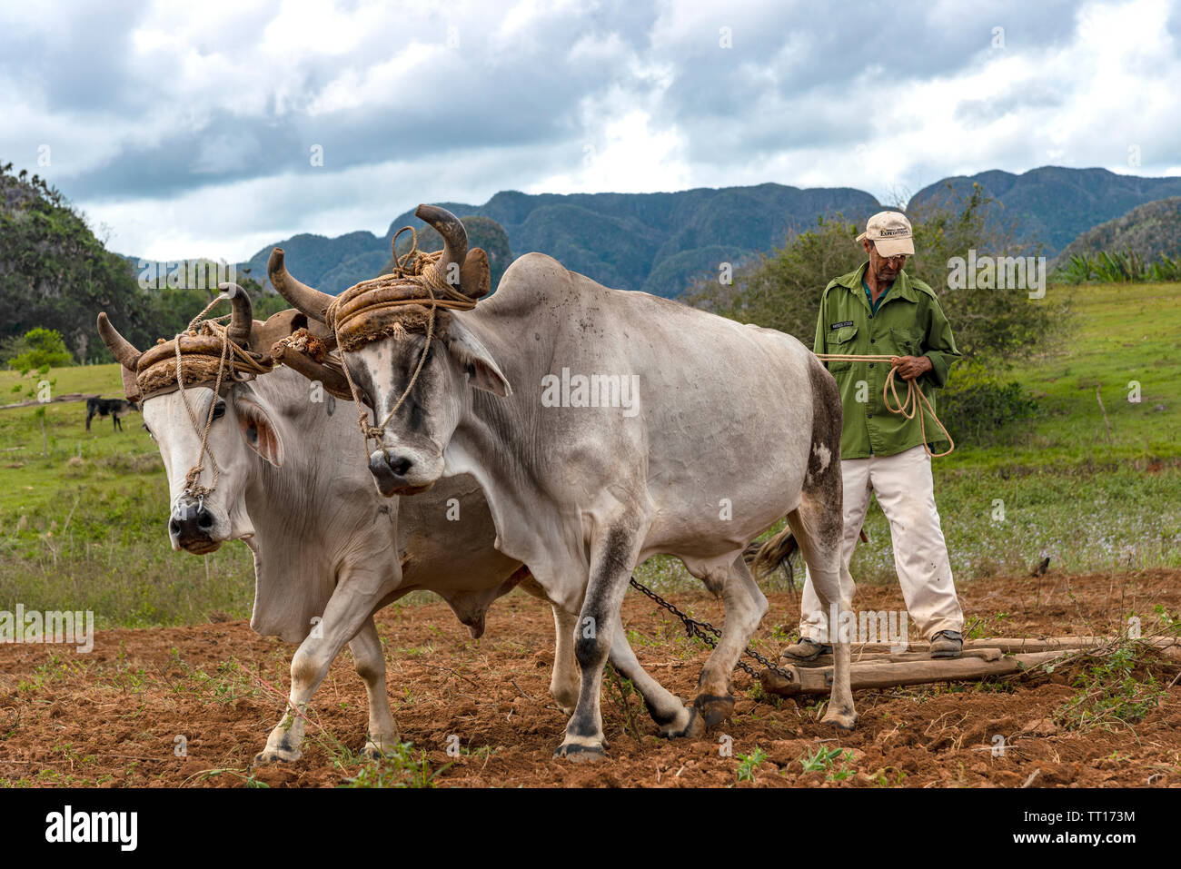 Contadino con un bue-disegnato legno aratro lavora nei campi verdeggianti di Vinales Valley, Vinales, Pinar del Rio provincia,Cuba, dei Caraibi Foto Stock