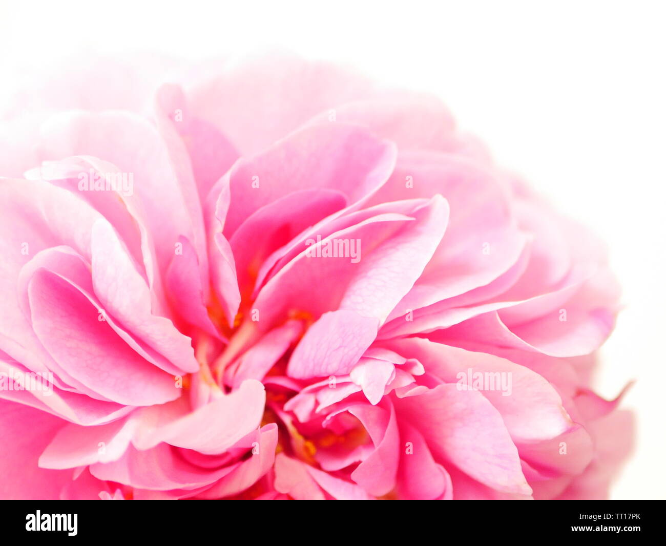 Close up di grandi rosa "Gertrude Jekyll' Fiore rosa su sfondo bianco Foto Stock
