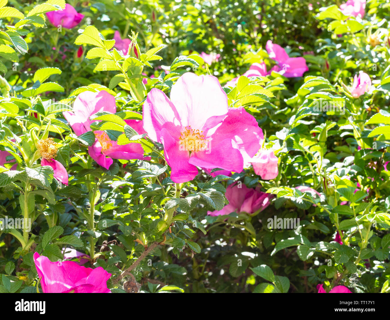 Fiori di colore rosa di rosa canina su bussole di verde nella soleggiata giornata di primavera Foto Stock