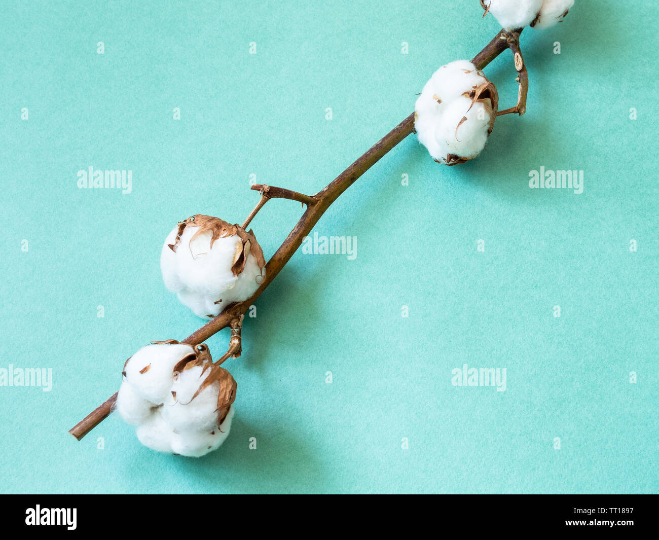 Ramoscello naturale della pianta di cotone con maturi bolls sul verde acquamarina Colore sfondo della carta Foto Stock