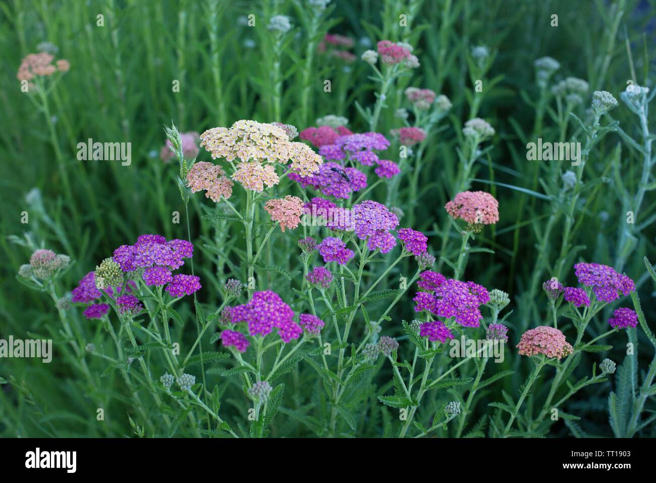 Multi-colore di achillea fiore cresce in un giardino. Foto Stock