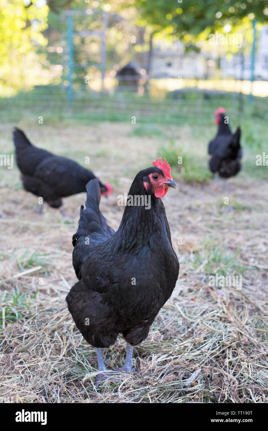 Il nero di polli in un cortile. Foto Stock