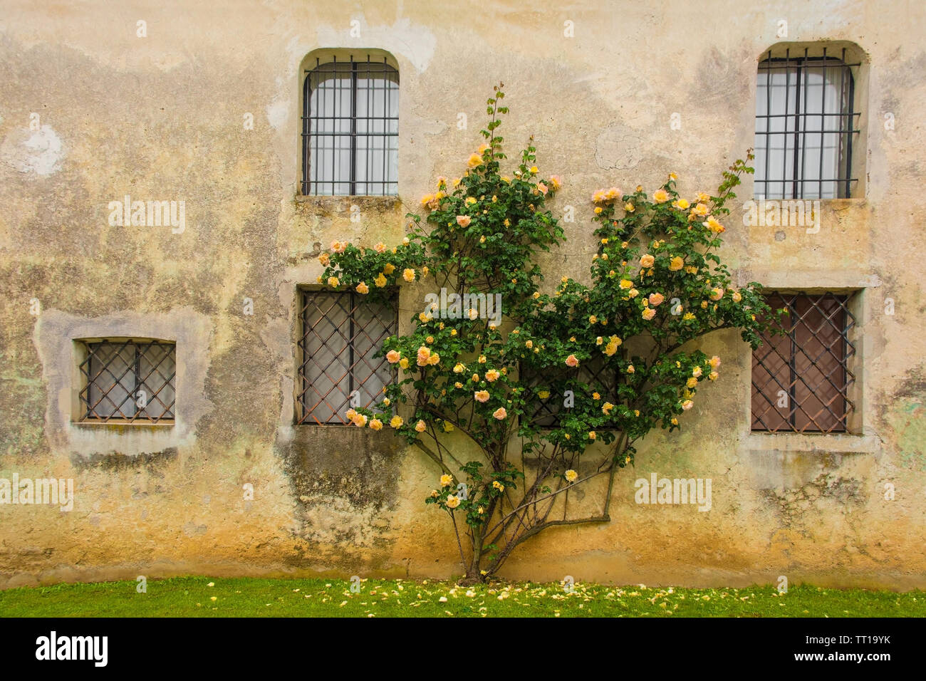 Orange roses crescente contro un edificio storico nel nord est Italia Foto Stock