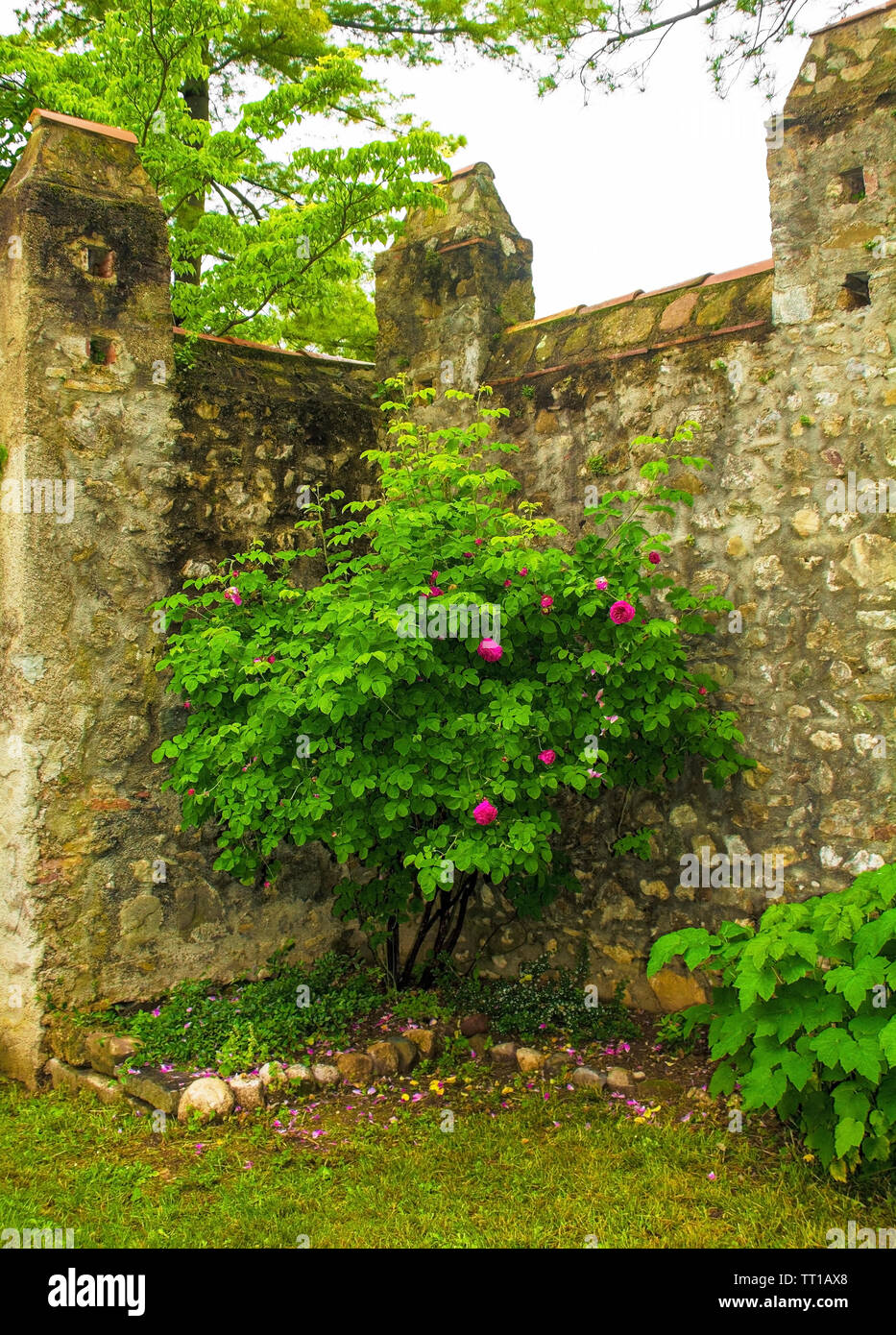 Le rose rosa crescente contro uno storico muro di pietra nel nord est Italia Foto Stock