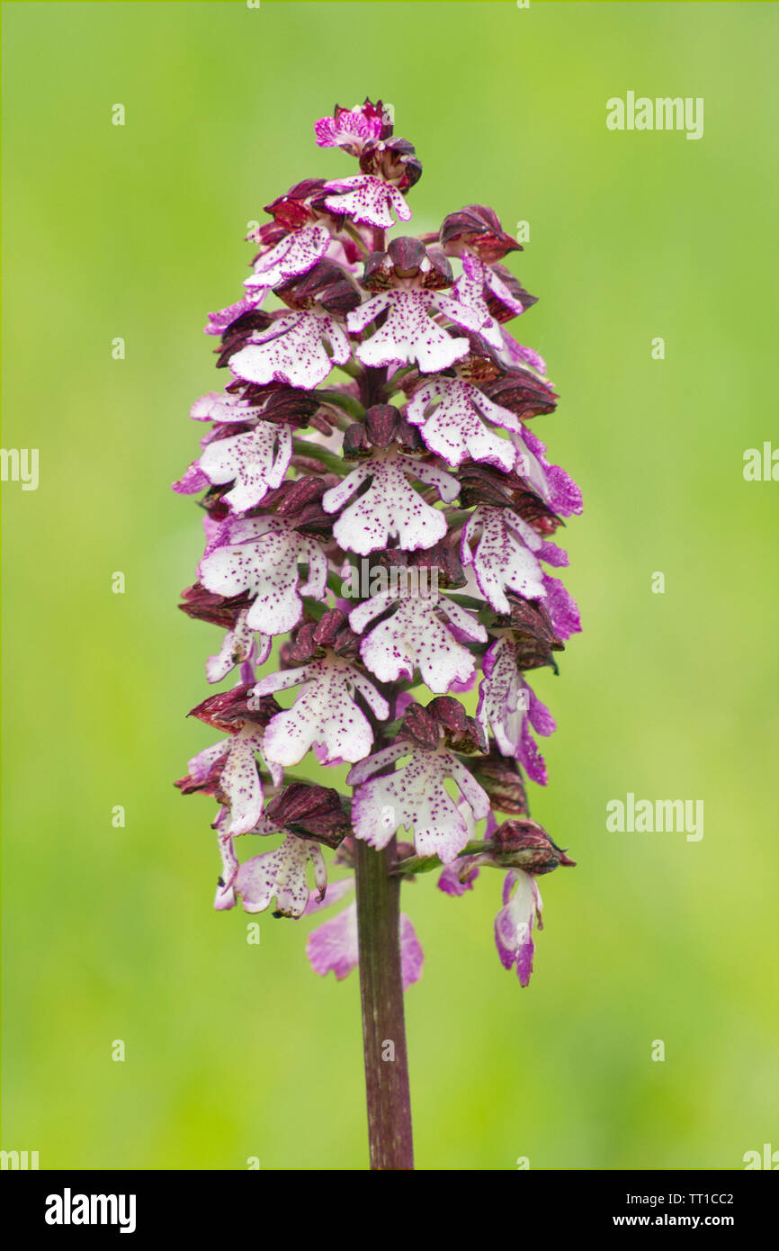 Un fiore di lady orchid, orchis purpurea, orchidaceae Foto Stock