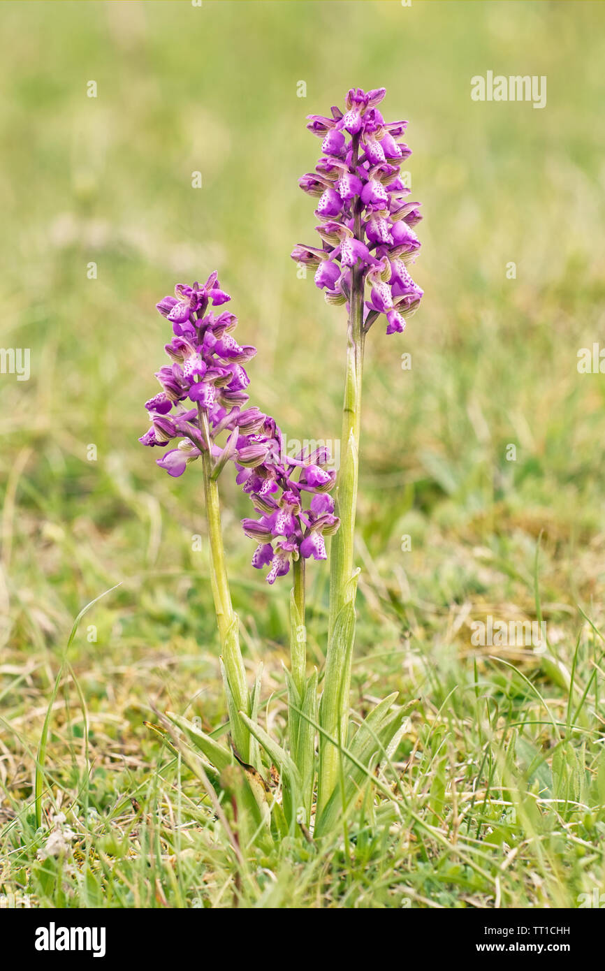 LLily capra, anacamptis morio orchidaceae Foto Stock