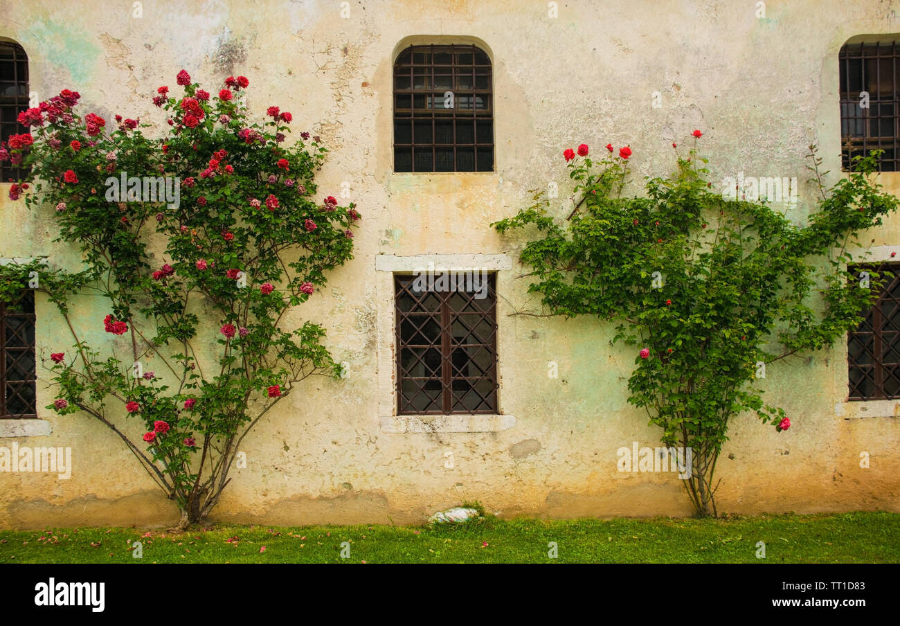 Rose rosse crescente contro un edificio storico nel nord est Italia Foto Stock