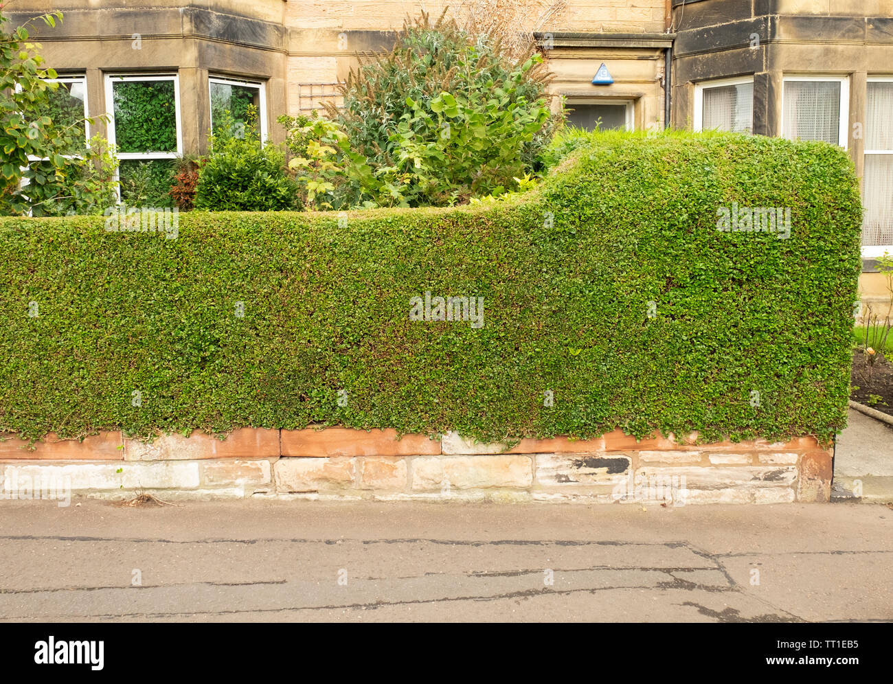 Rifilato siepe ligustro (Ligustrum ovalifolium) nel quartiere vittoriano di Morningside, Edimburgo, Scozia, Regno Unito Foto Stock