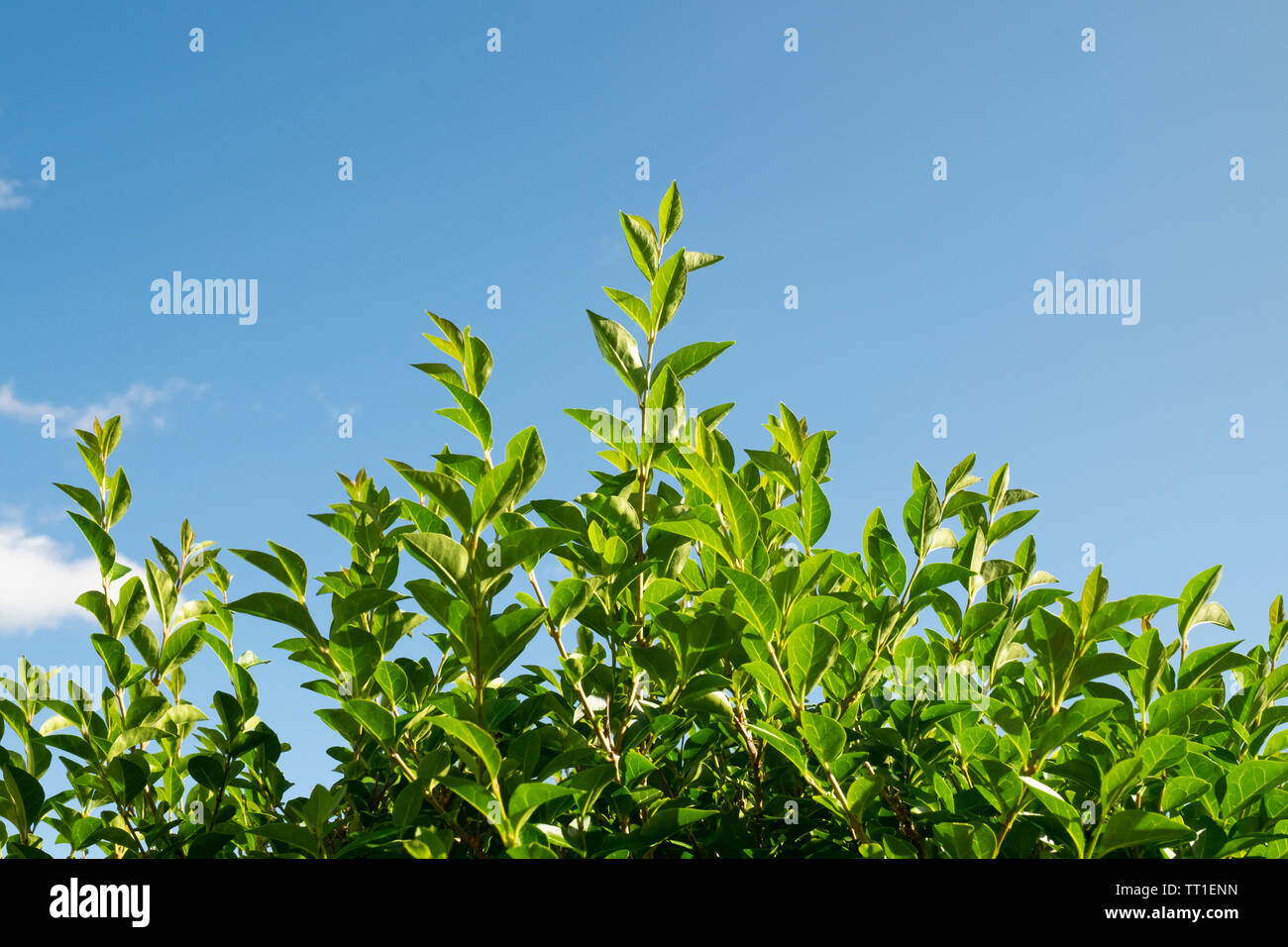 Close-up di privet hedge lascia contro un luminoso cielo blu, Morningside, Edimburgo, Scozia, Regno Unito Foto Stock