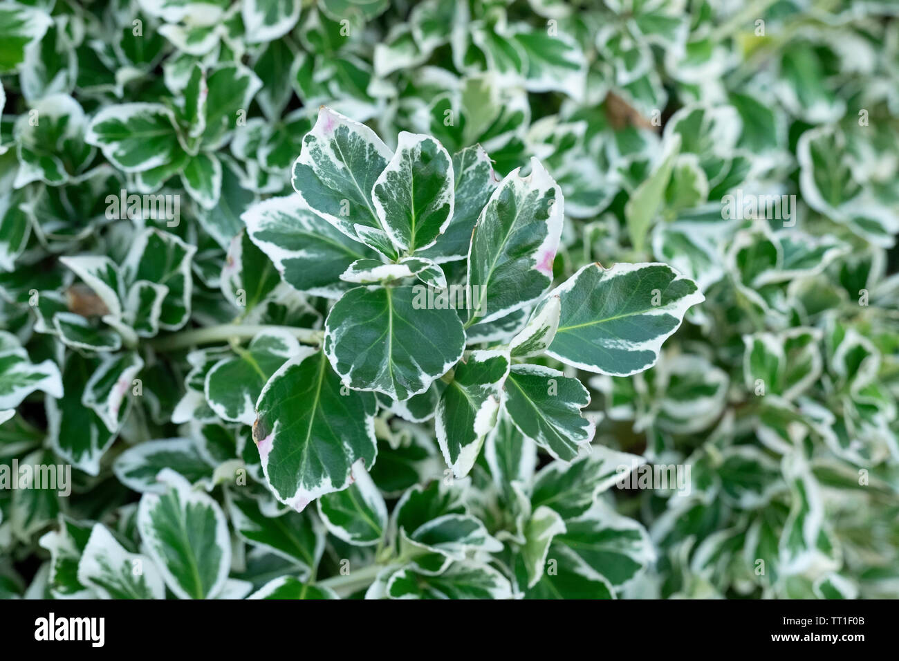 Close up di bianco e verde edera variegata pianta in giardino in Morningside, Edimburgo, Scozia, Regno Unito Foto Stock