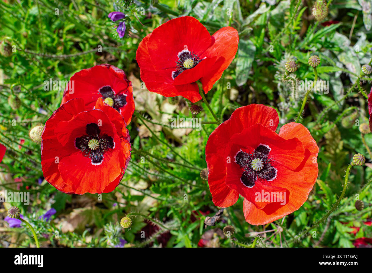 Comune di fiori di papavero (Papaver rhoeas), fioritura con la luce del sole, con vegetazione verde sullo sfondo Foto Stock