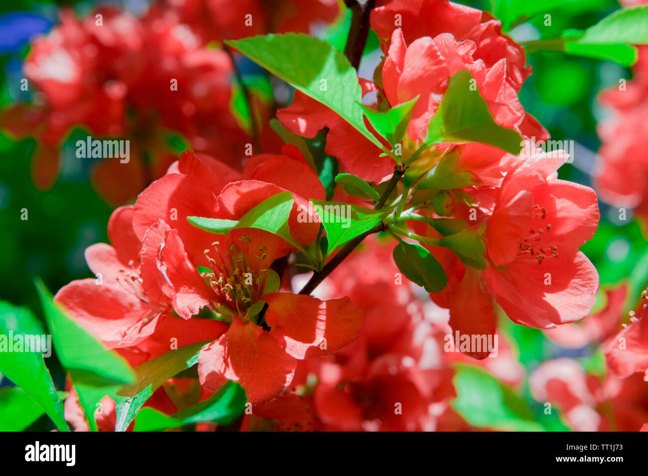 Molti splendidi fiori colorati blooming cotogna giapponese Foto Stock