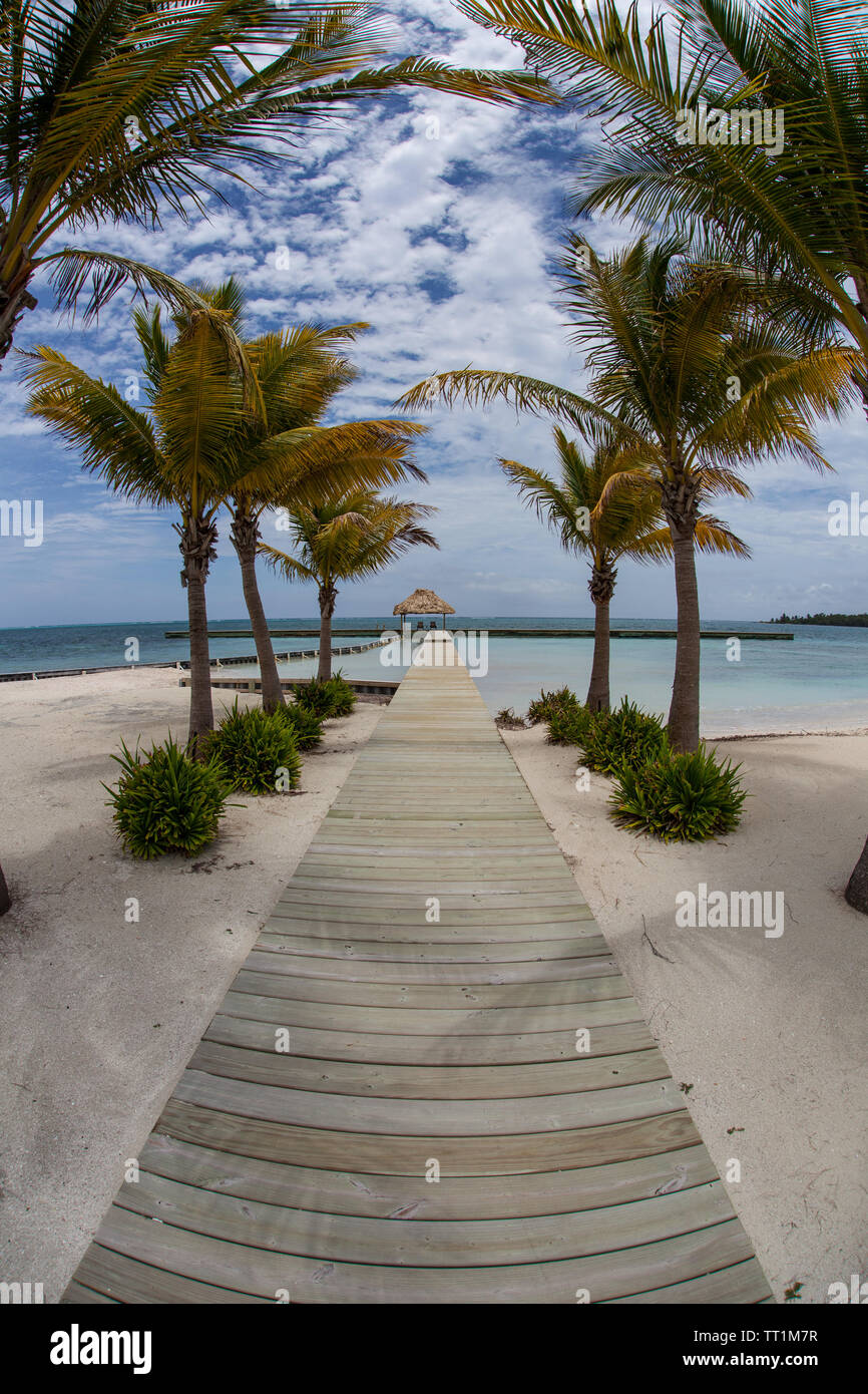 Palme linea una passerella costruita su di una remota isola del Mar dei Caraibi al largo delle coste del Belize. Questa zona è parte della Mesoamerican Barriera Corallina. Foto Stock