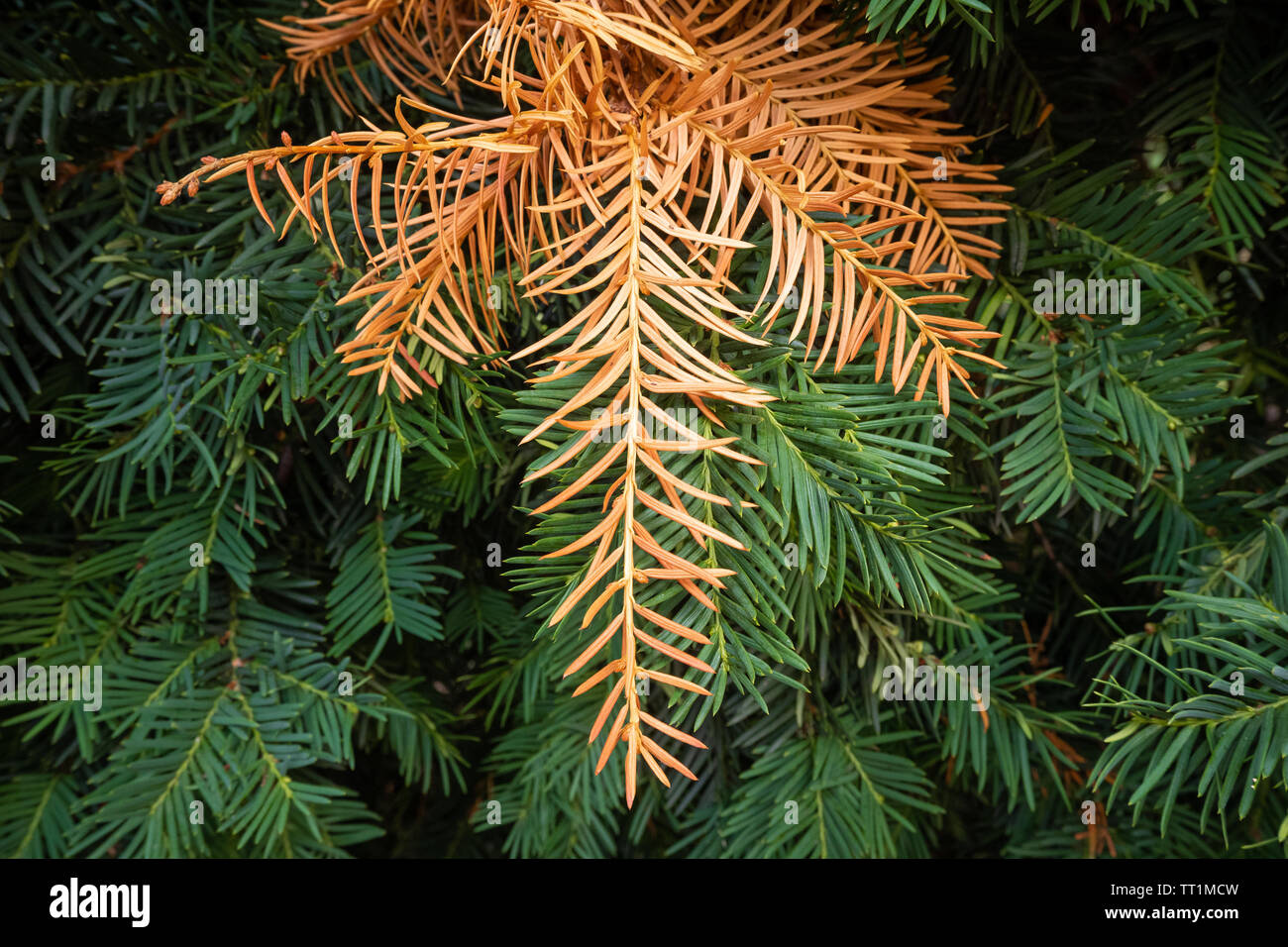 Scontro di vecchi e giovani in natura Foto Stock