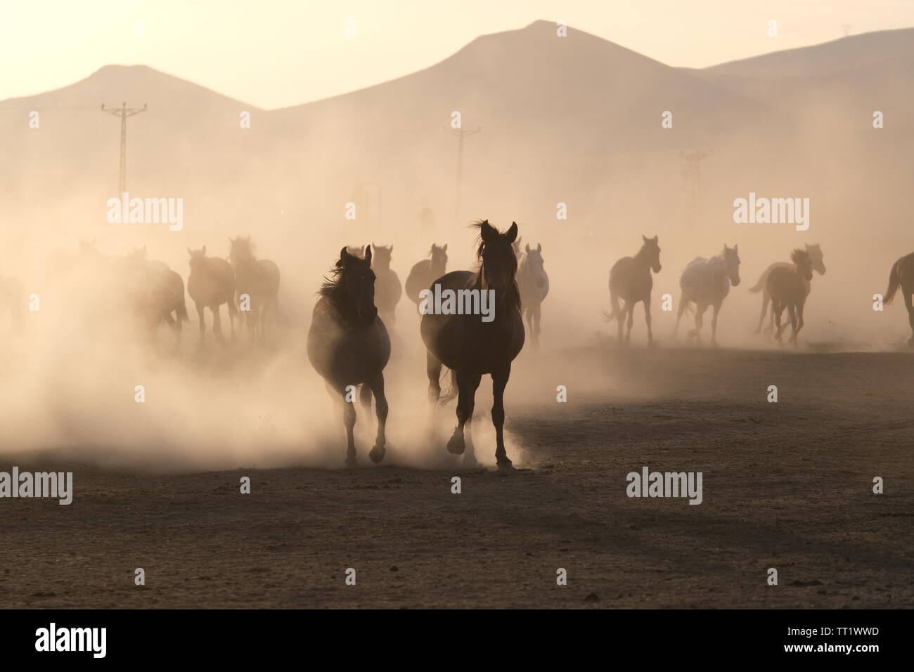 Cavalli selvaggi e cowboy in esecuzione in campo polveroso Foto Stock