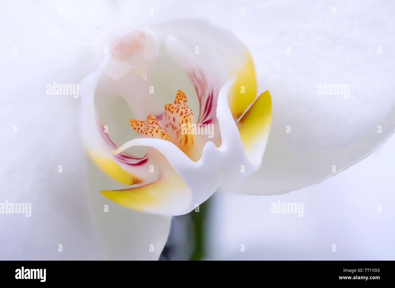 Close up foto macro di fiori di orchidea Foto Stock