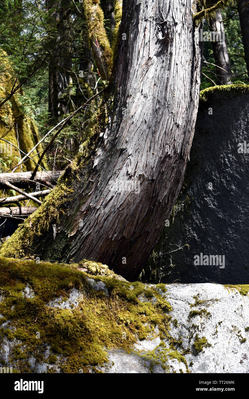 Albero che cresce fuori da una roccia in un canadese foresta di pioggia Foto Stock