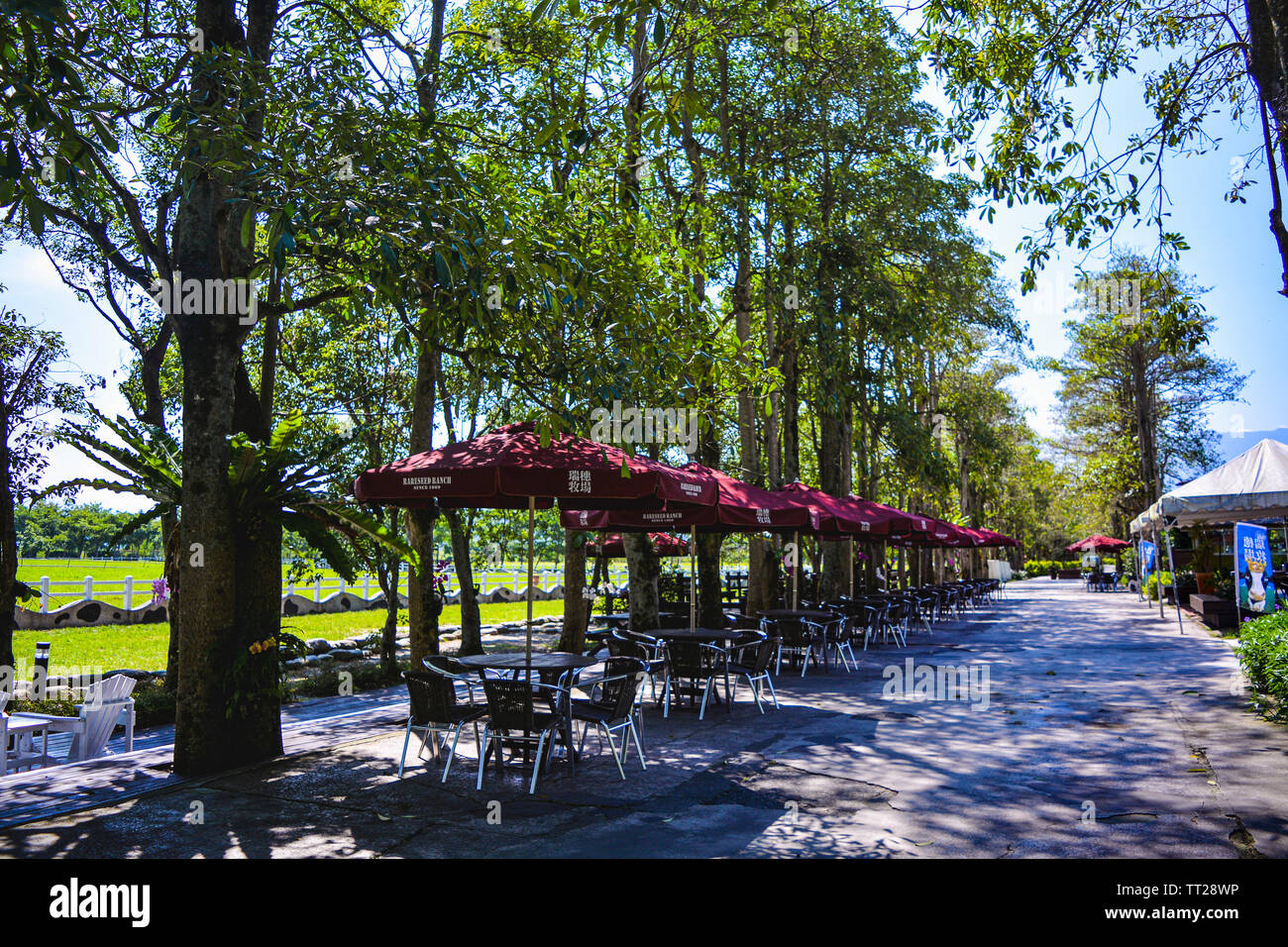 Hualien, Taiwan, 18th, Maggio, 2015. Vista di Rareseed Ranch, noto per il pascolo di vacche da latte e la produzione di prodotti lattiero-caseari. Foto Stock