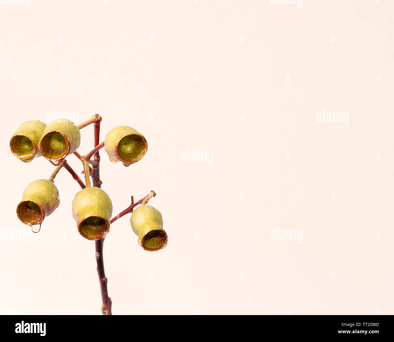 Singolo ramo di gumnuts (dadi di gomma) su un ramo di eucalipto con il gocciolamento di acqua da loro, su un sfondo di crema Foto Stock