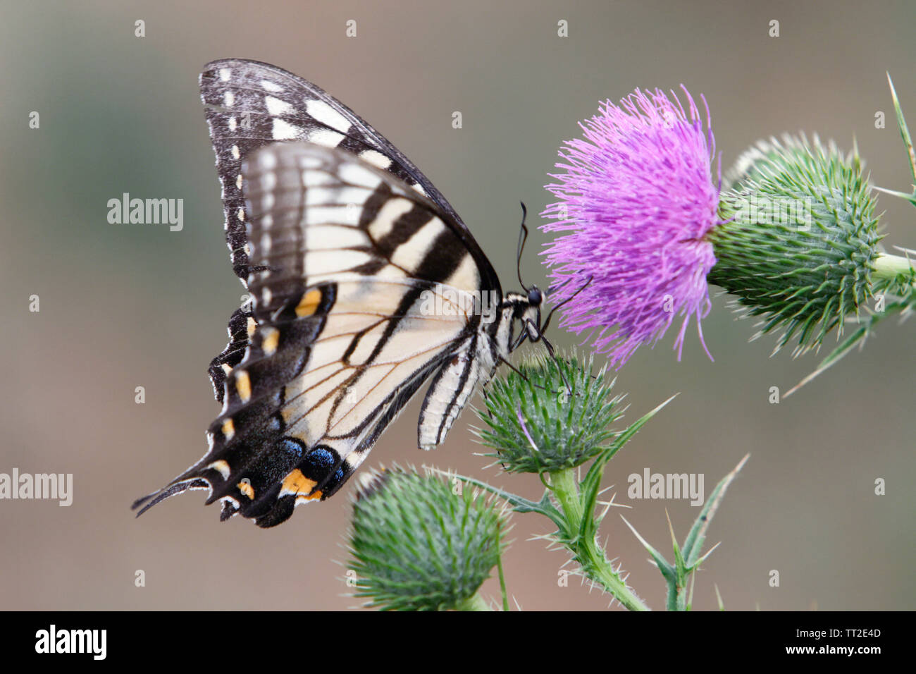 Coda forcuta farfalla vista ravvicinata su una Bull Thistle Foto Stock