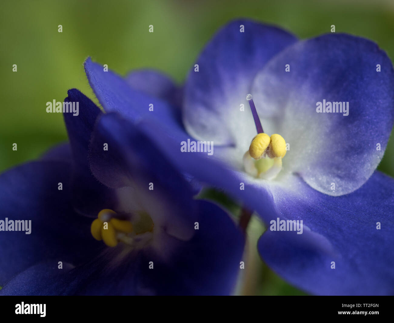 Viola fiore violaceo Foto Stock