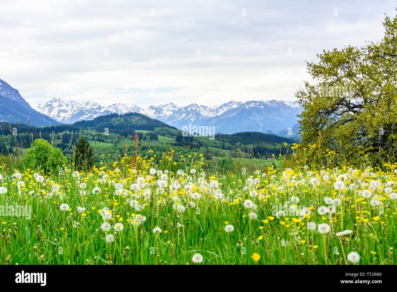 Nizza prati fioriti nella parte anteriore delle montagne coperte di neve del sud della regione di Allgäu Foto Stock