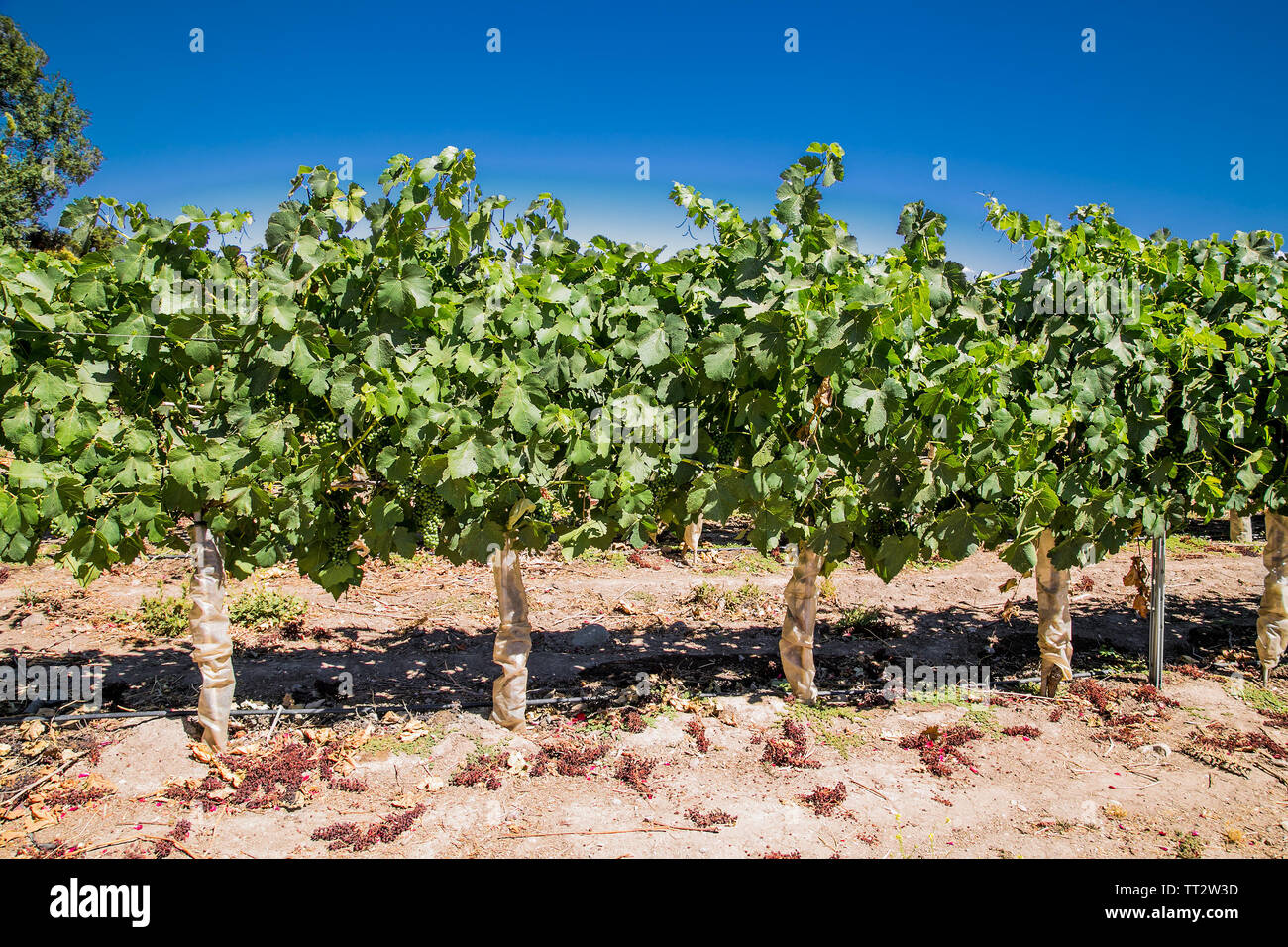 I campi di vigneti della cantina Undurraga Vina in Talagante, centro Cile. Produzione di uva per uso industriale, ne fanno un vino. Foto Stock