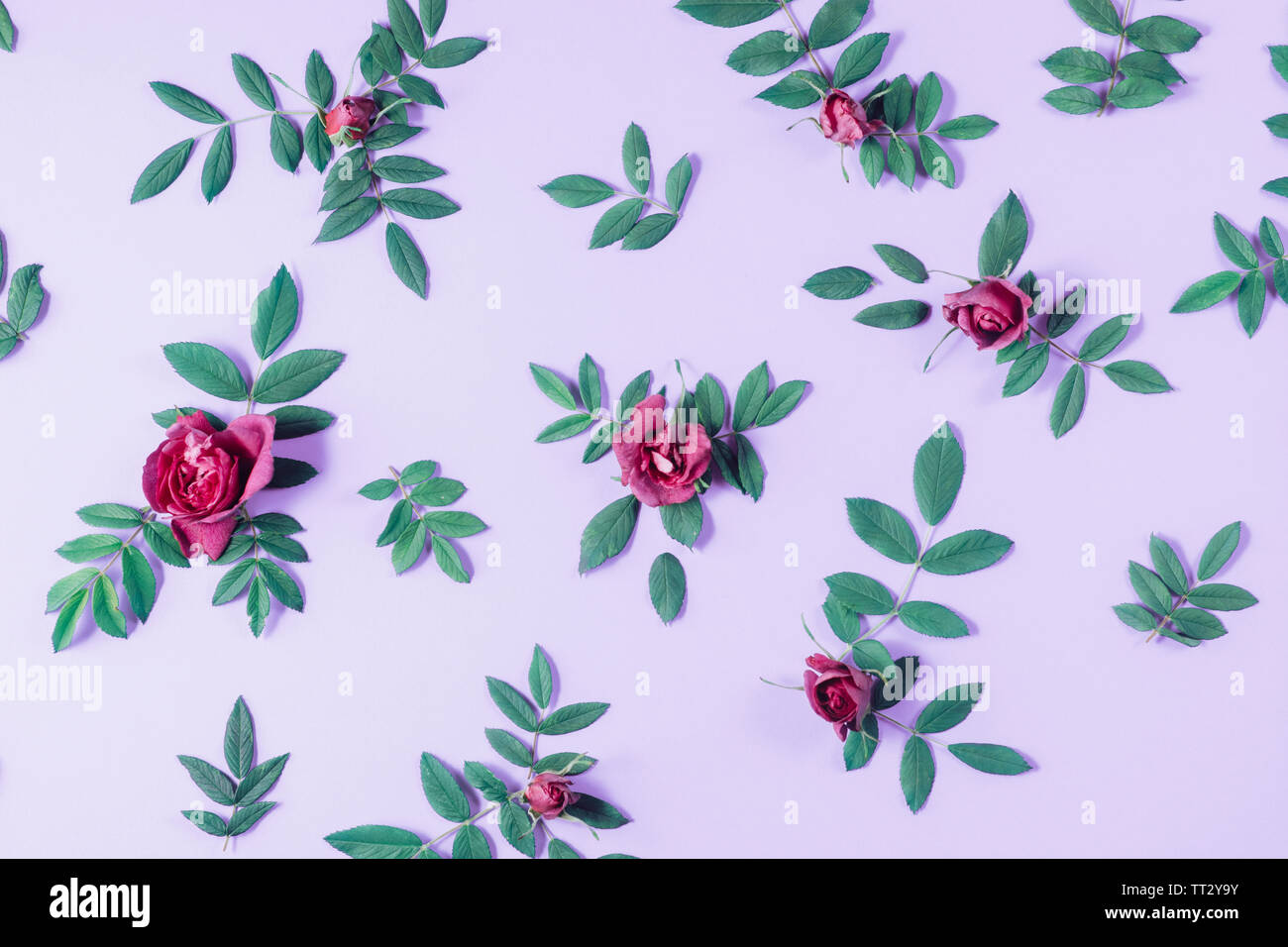 In estate la minima nozione. Modello realizzato di red rose fiori e verde poco foglie su sfondo viola. Molte piccole foglie per decorare una cartolina postale Foto Stock