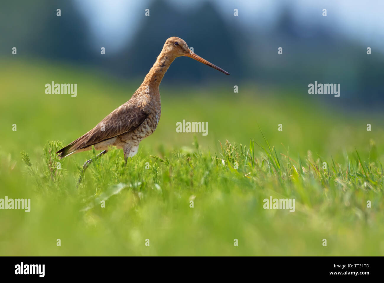 Nero-tailed godwit camminare in mezzo a campi verdi Foto Stock