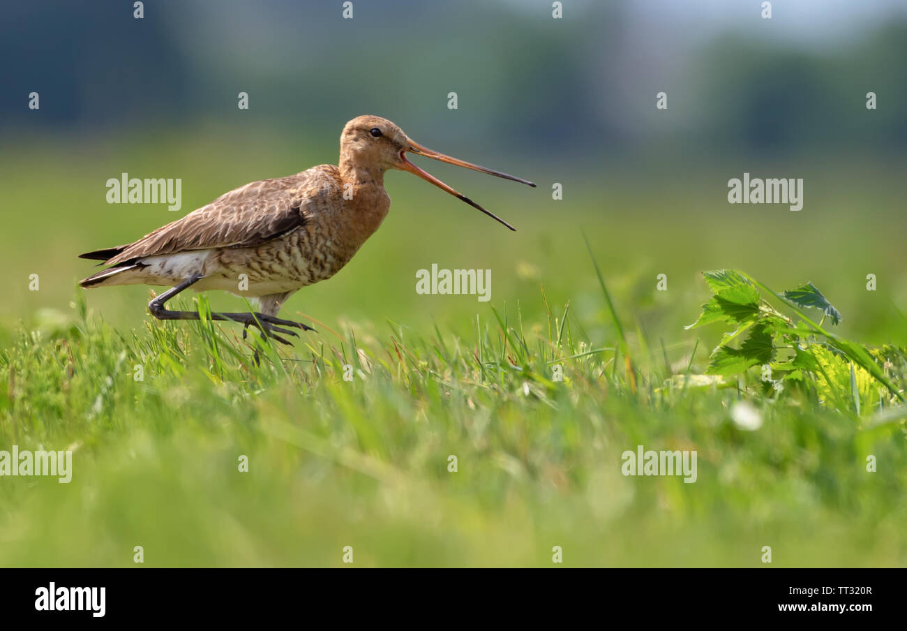 Nero-tailed godwit camminando e piangendo in campo verde Foto Stock