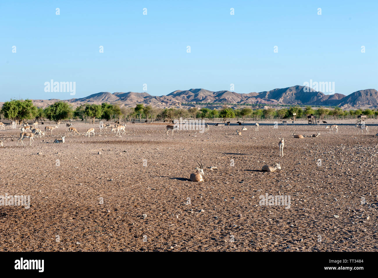Gazzelle in Wildlife Park su Sir Bani Yas, un'isola nel Golfo Persico, Emirati Arabi Uniti. Foto Stock