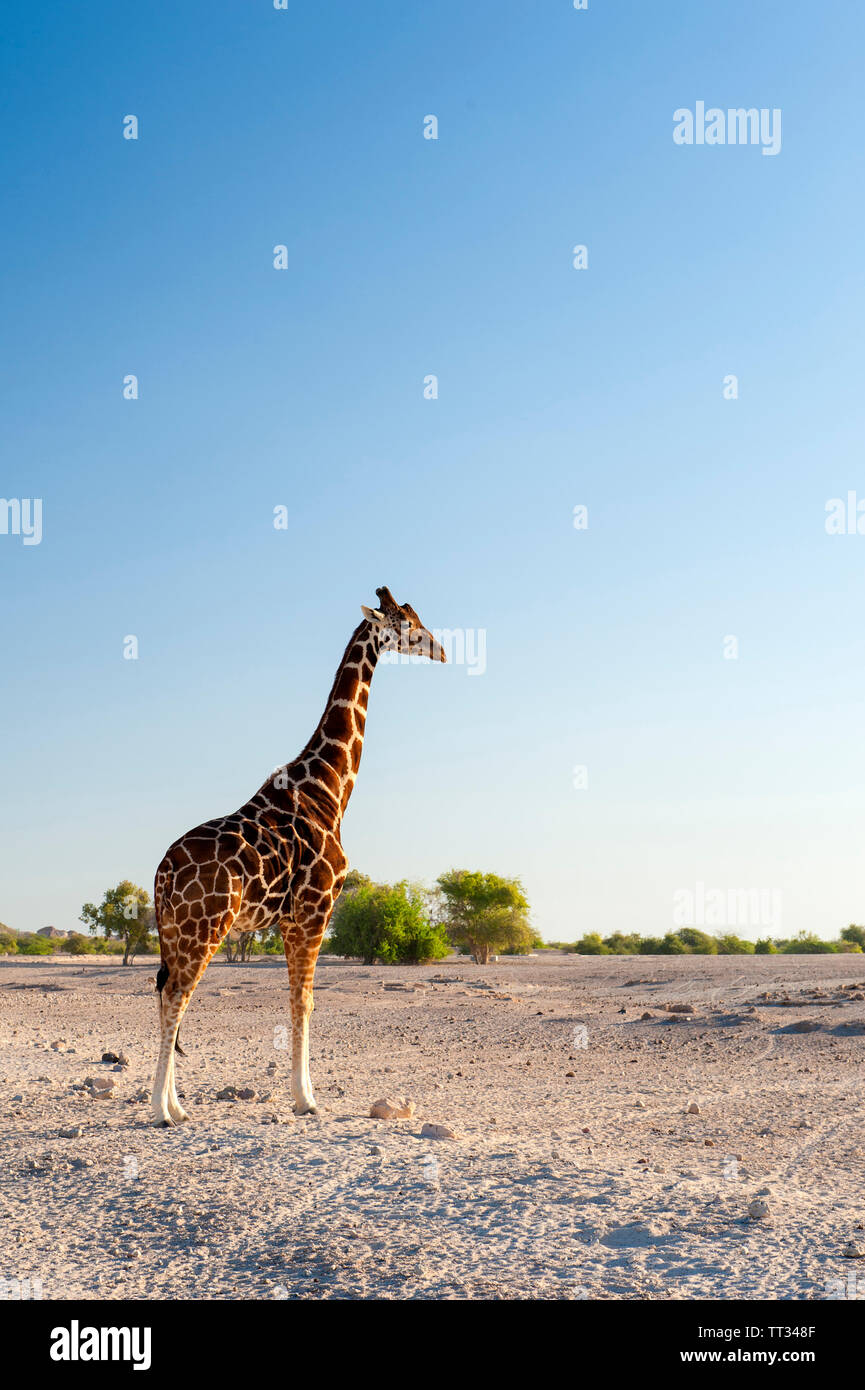 La giraffa nel parco faunistico di Sir Bani Yas, un'isola nel Golfo Persico, Emirati Arabi Uniti. Foto Stock