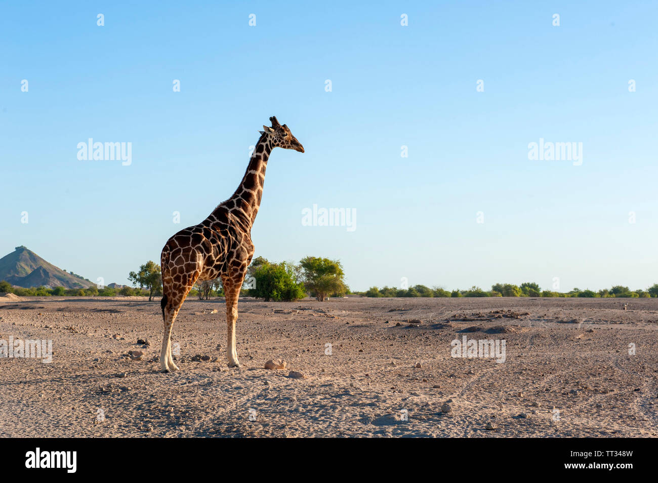 La giraffa nel parco faunistico di Sir Bani Yas, un'isola nel Golfo Persico, Emirati Arabi Uniti. Foto Stock