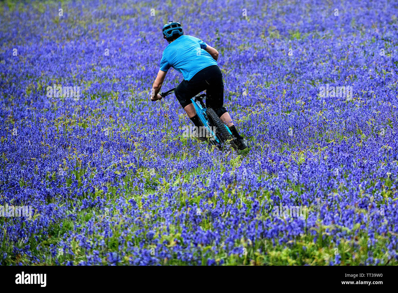 Un uomo corse in mountain bike in velocità attraverso un campo di bluebells vicino a Abergavenny in Galles, Regno Unito. Foto Stock