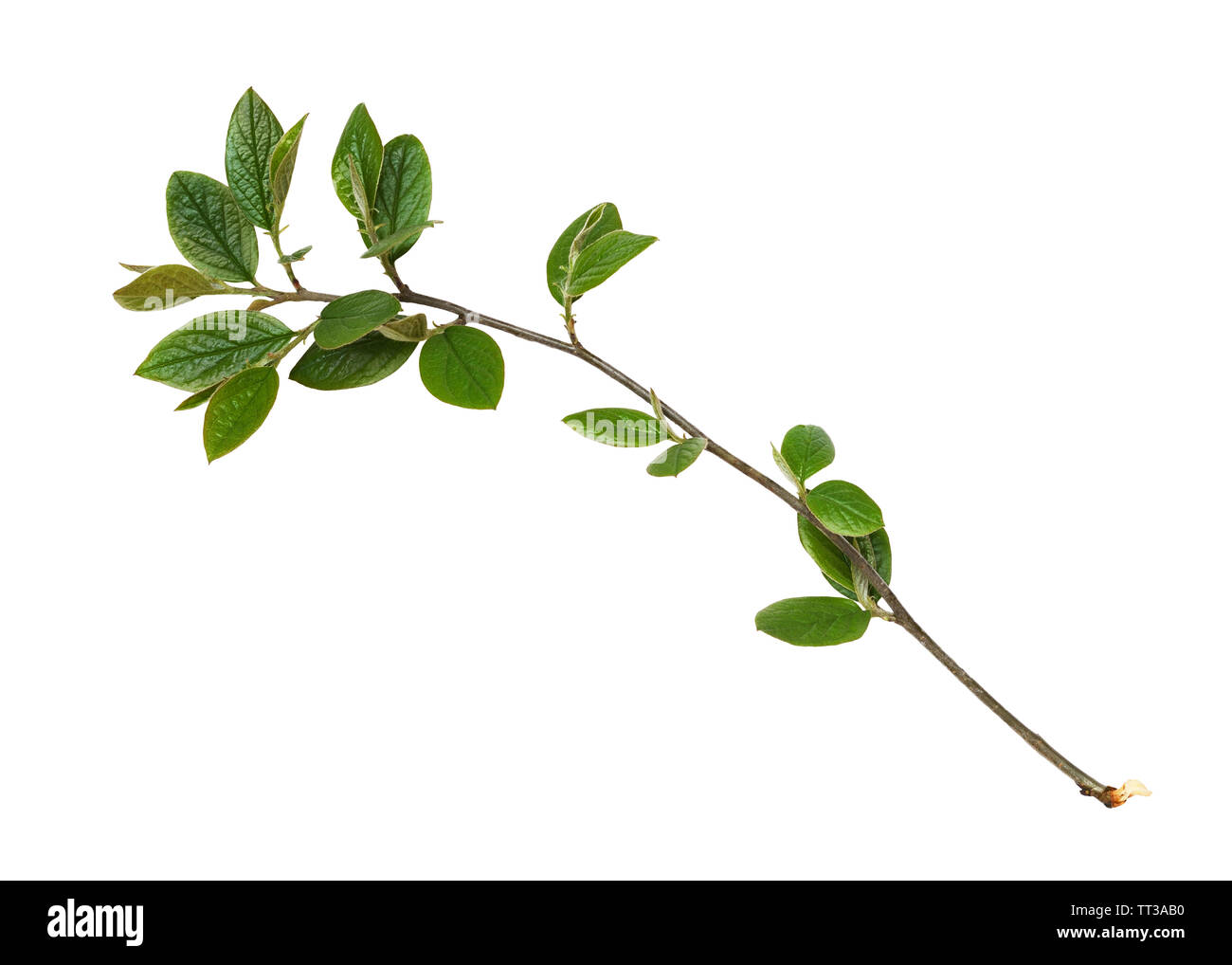 La molla ramoscello con foglie verdi isolati su bianco Foto Stock