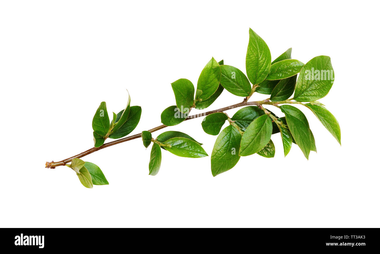 La molla ramoscello con foglie verdi isolati su bianco Foto Stock