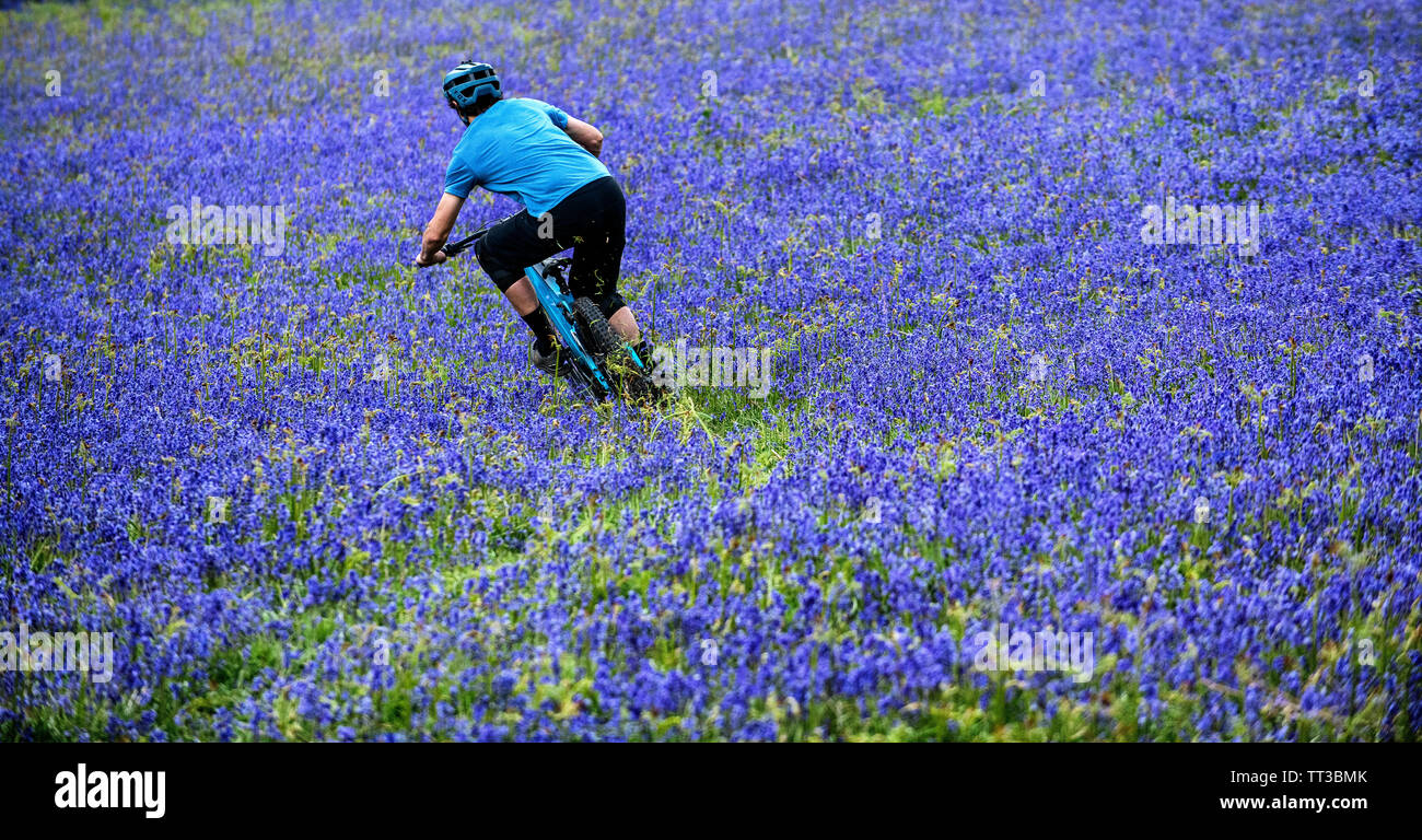 Un uomo corse in mountain bike in velocità attraverso un campo di bluebells vicino a Abergavenny in Galles, Regno Unito. Foto Stock