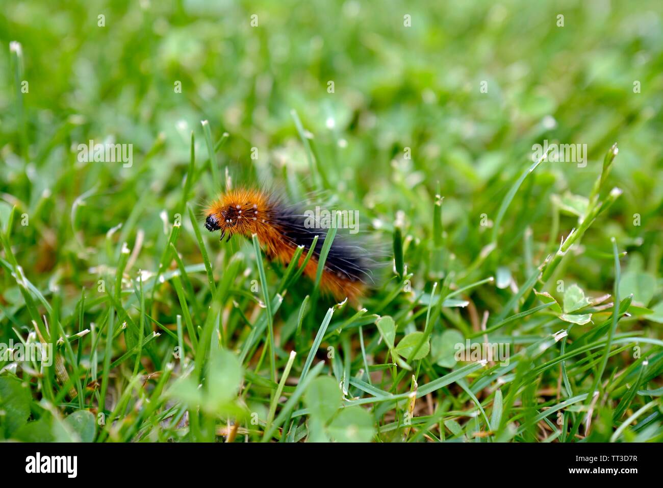 Un bruco dell'orso bruno butterfly Foto Stock