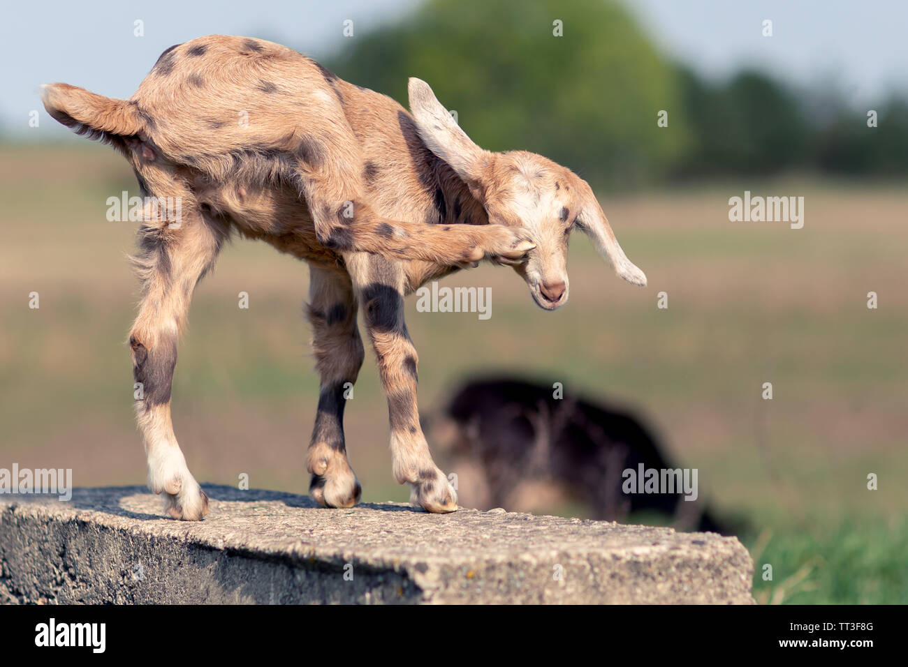 Il Brown Spotted goatling in piedi su un blocco di cemento armato e di tenere una gamba in alto vicino al suo orecchio Foto Stock