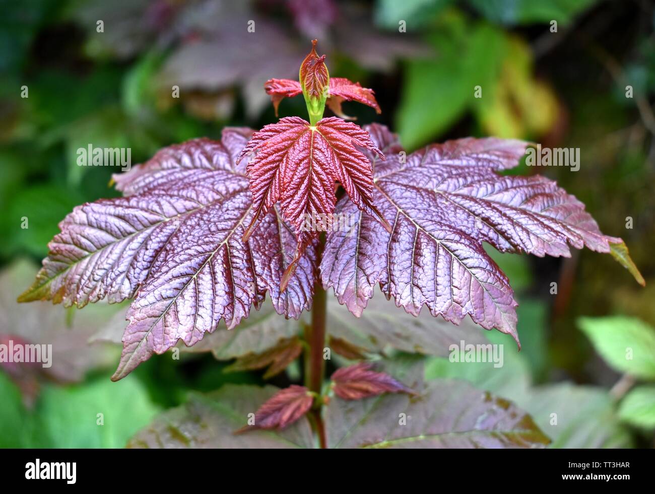 Una nuova apertura a battente sul Acer pseudoplatanus, più comunemente noto come il sicomoro. Foto Stock