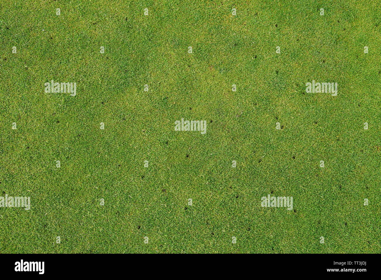 Aerato prato, putting green sul campo da golf - giardinaggio sfondo. Foto Stock