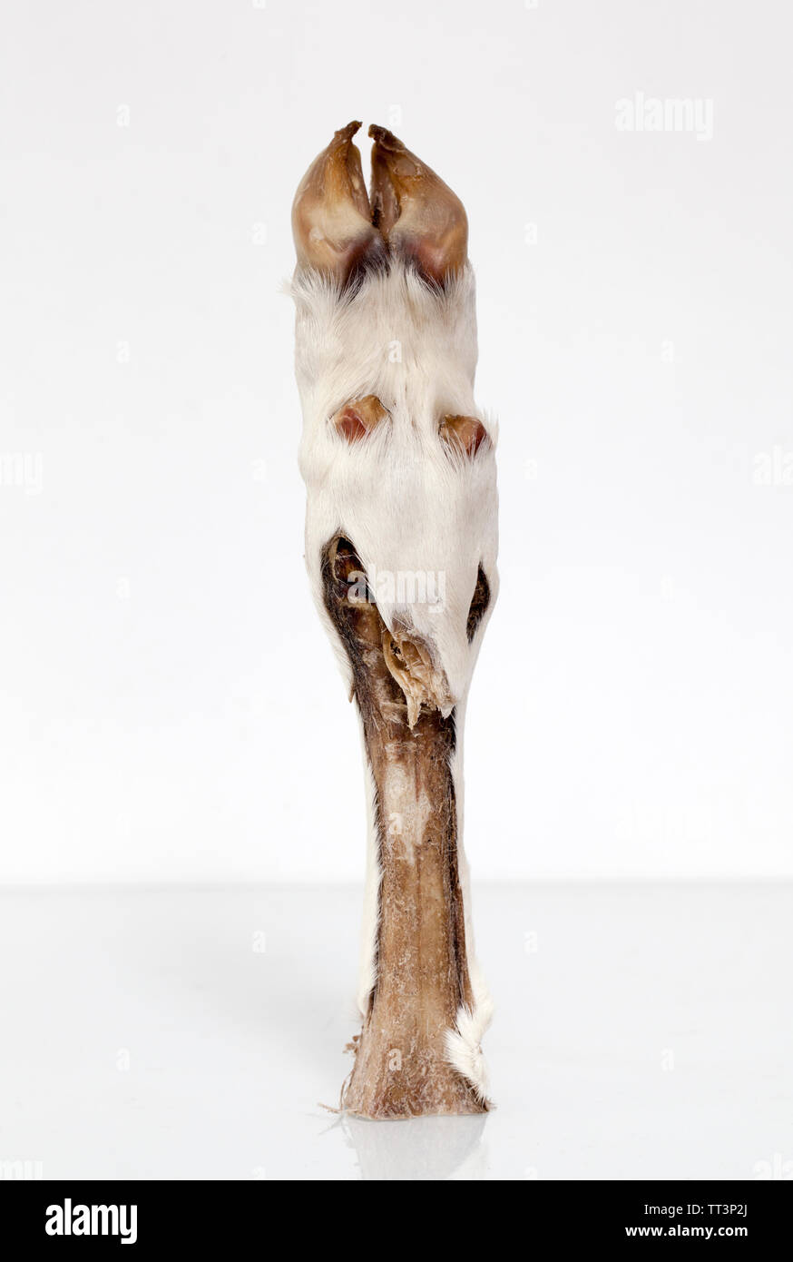 Conserve di tassidermia zoccolo di capra o a piedi Foto Stock